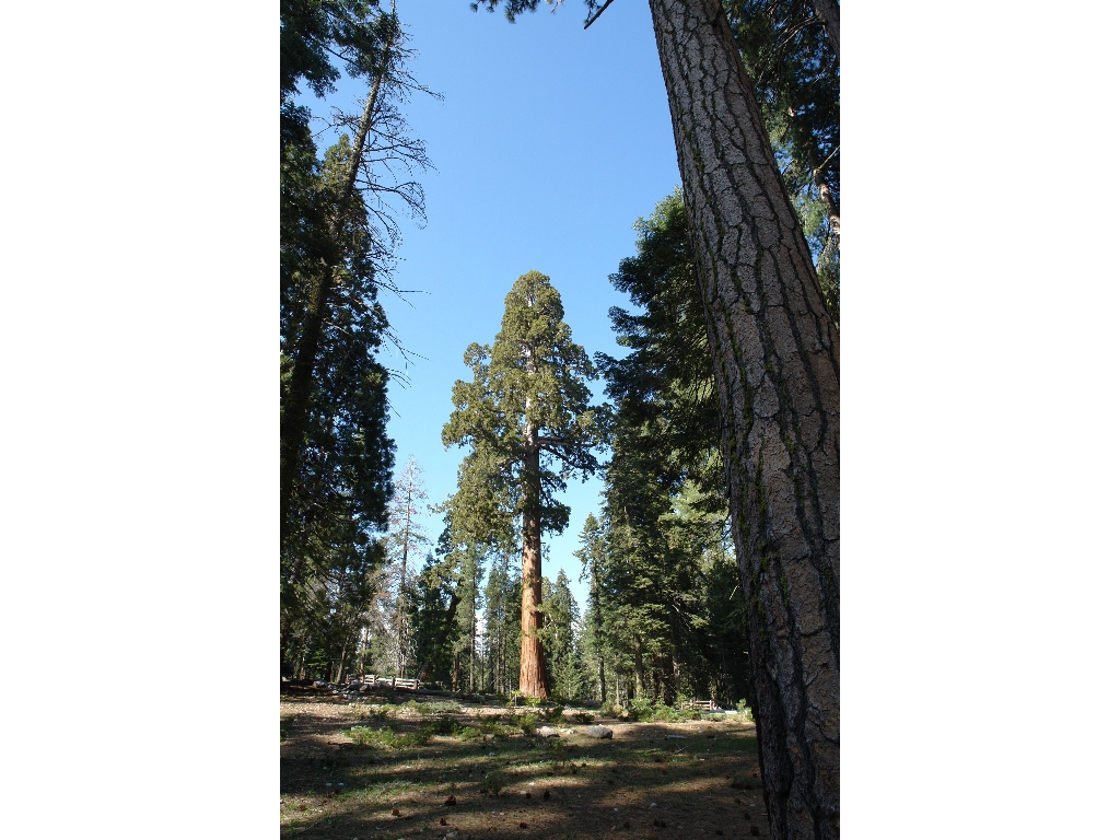     (Sequoia National Park, California)